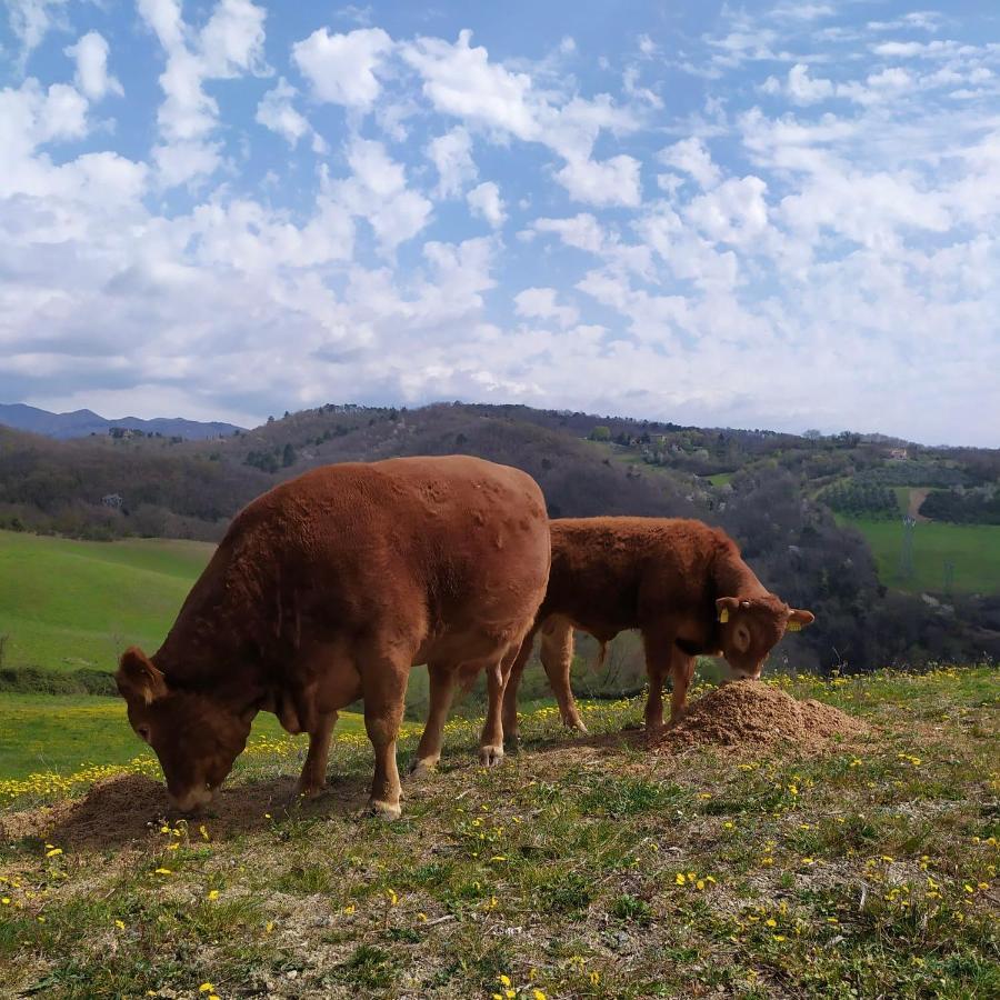 Agriturismo Corzano Barberino di Mugello Ngoại thất bức ảnh